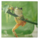 Search for tree frog tiles Green