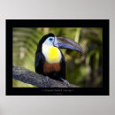 Search for amazon jungle posters Wildlife