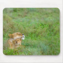 Search for lion mousepads Safari