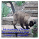 Search for memory image tiles Pet