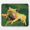 Search for tree frogs electronics Wildlife