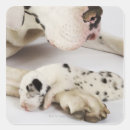 Search for great dane stickers Domestic animals