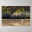Search for egrets Reflection