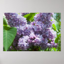 Search for springtime posters Purple