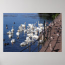 Search for swan bird posters Birds