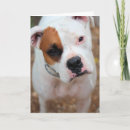 Search for white boxer cards Dog