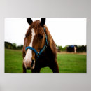 Search for curious posters Horse