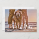 Search for beach party dogs invitations Tropical