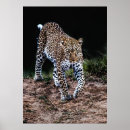 Search for walking leopard Wildlife