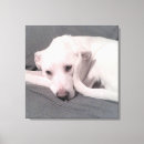 Search for tail pet supplies Cute