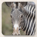 Search for kenya coasters Vertical