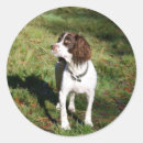 Search for springer spaniel stickers Breed