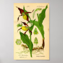 Search for slipper posters Botanical