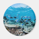 Search for coral magnets Scuba diving