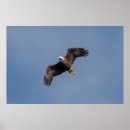 Search for 36x24 posters Animal