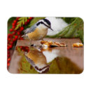 Search for breasted magnets Nuthatch