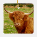 Search for scottish highland cow christmas tree decorations Animal