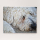 Search for goldendoodle puzzles Cute