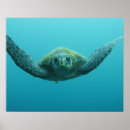 Search for green turtle posters Underwater