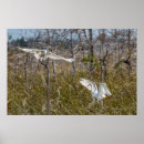 Search for egrets posters Birding