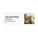 Search for maltese dog return address labels Pet