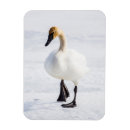 Search for refuge magnets Superstock