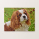 Search for cavalier king charles puzzles Cute