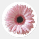 Search for gerbera daisies stickers Birthday