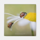 Search for ladybug magnets Nature