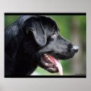 Search for black lab photography Dog