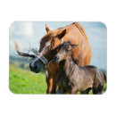 Search for foal magnets Horse family