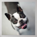 Search for baby smiling posters Dog