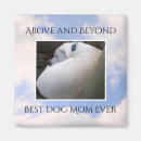Search for white dog magnets Labrador retriever