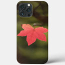 Search for maple leaf cases Botanical