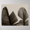 Search for banana tree posters Nature
