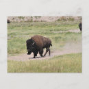 Search for bison birthday cards Yellowstone