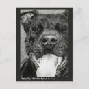 Search for bully postcards Breed