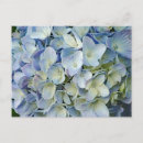 Search for blue hydrangeas postcards Beautiful