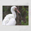 Search for ibis postcards Birds