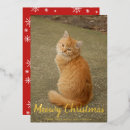 Search for meowy christmas cards Snowflakes