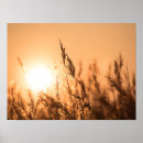 Search for reed posters Sunset