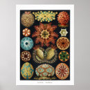 Search for sea urchin vintage