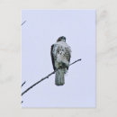 Search for red tails postcards Birds of prey