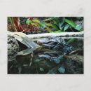 Search for crocodiles postcards Nature