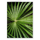 Search for waterdrop photography Plant