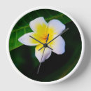 Search for frangipani flower art Yellow
