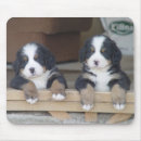 Search for bernese mountain dogs electronics Puppies