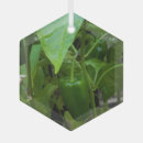 Search for pepper christmas tree decorations Vegetable