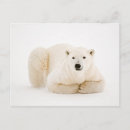 Search for hudson cards Polar bears