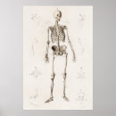 Search for skeleton anatomy posters Medical
